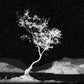 Lone Tree [α] Deskmat -- Dark Theme