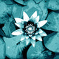 Water Lily Deskmat -- Dark Theme