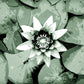 Water Lily Deskmat -- Dark Theme