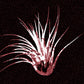 Spikey Succulent Deskmat -- Dark Theme
