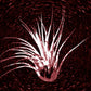 Spikey Succulent Deskmat -- Dark Theme